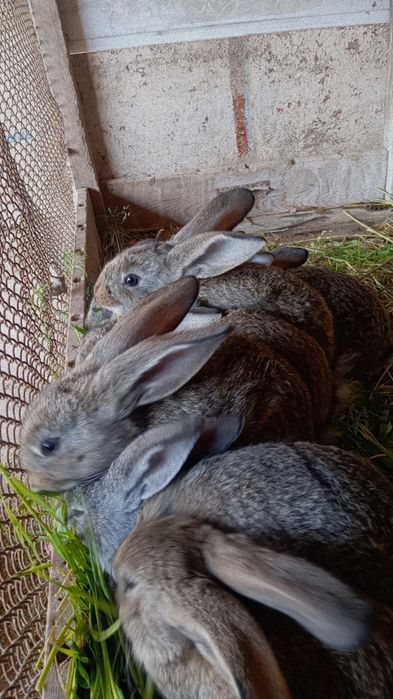 Quyonchalar berib yuboriladi