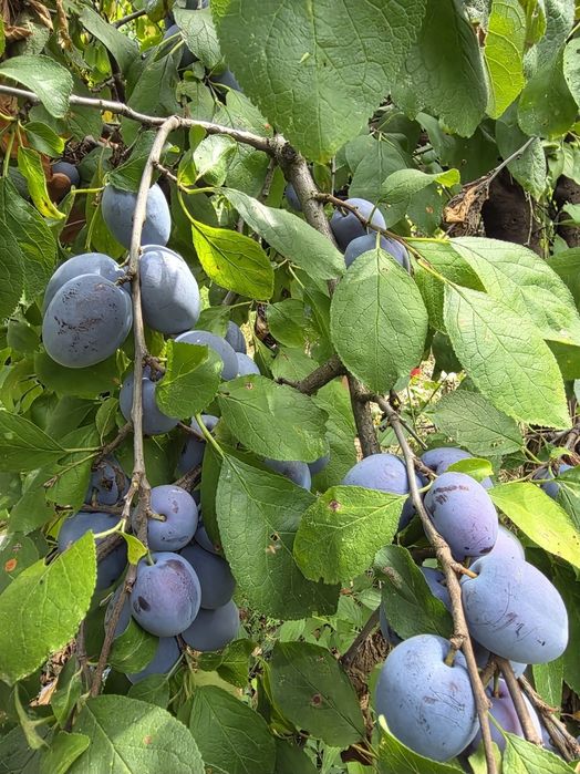 Tuica de prune 40 litri-Ploiesti Prahova si imprejurimi