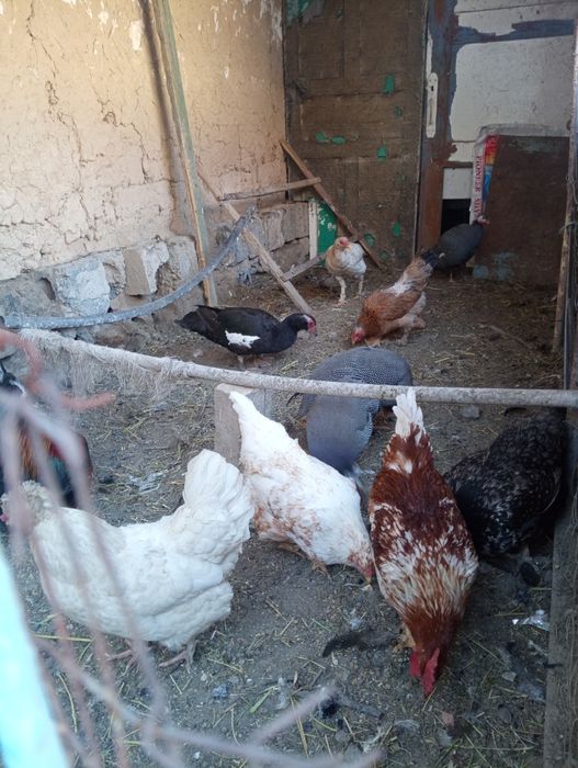 Тауық тауық тауық тауық