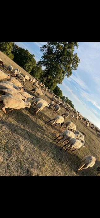 Vând oi sau schimb cu vaci