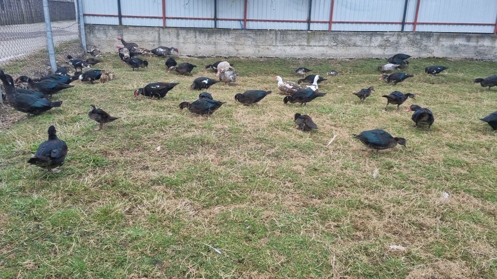 Disponibile rațe mute