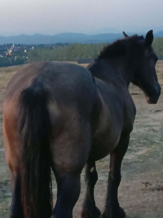 Iapa de vinzare  n