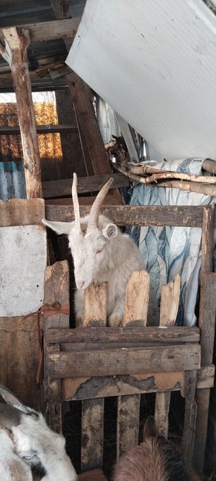 Ешкі сатылады.Алпиньский