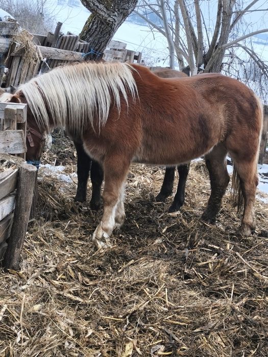 Vând Mânză și un mânz schimb cu vaci vitei