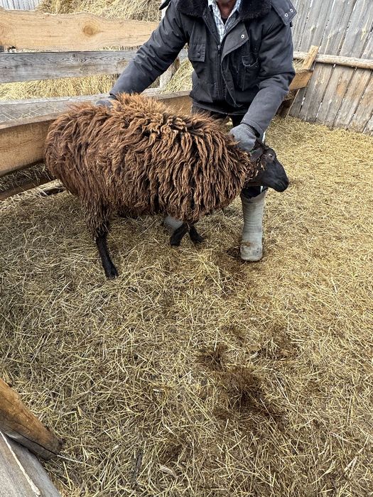 Продам барана қошқар