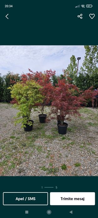 Vindem plante ornamentale doriți să aveți o grădină frumoasă de primă