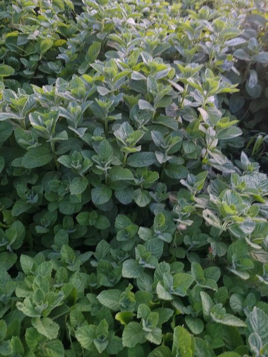 Продам мяту для коктелй и лимонадов