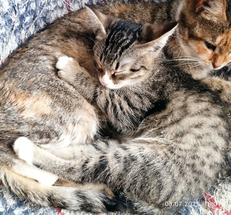 Молоденькая кошечка ищет дом.