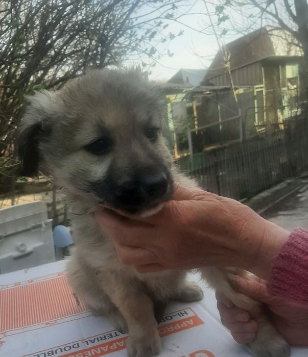 Щенок девочка   возраст  2,5 месяца