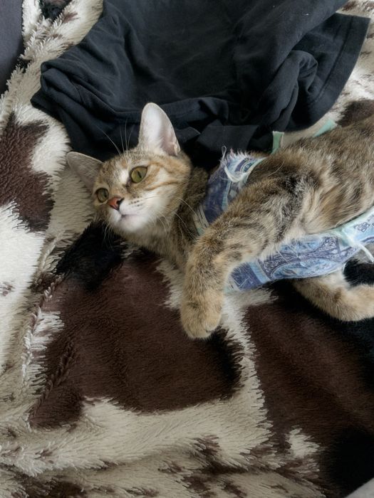 Котенок в добрые руки