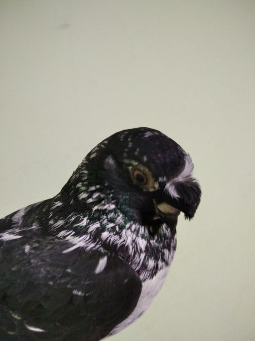 Kabutar sotiladi toza qushla