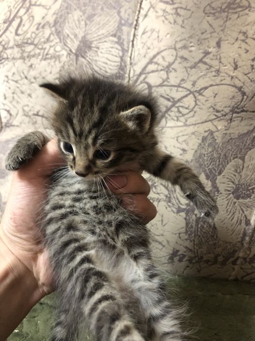 Отдаем котят самостоятельные