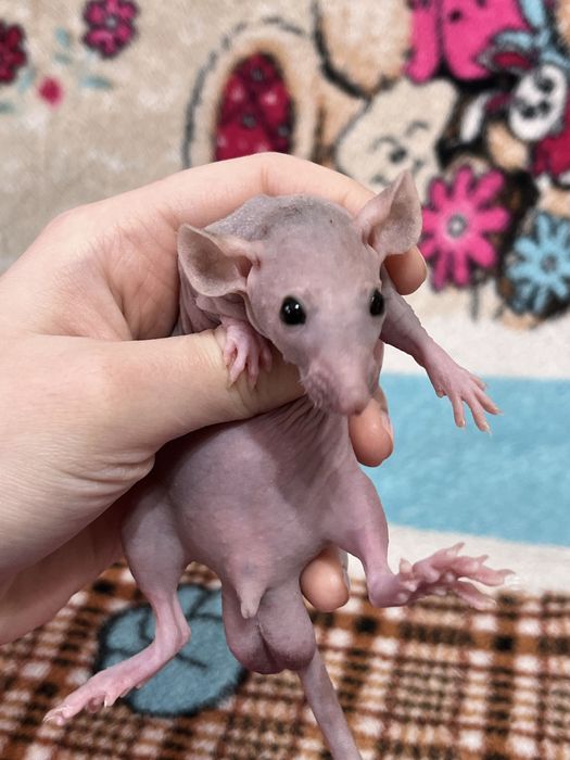 Лысые крысы сфинксы (крыса,крысята,сфинкс,крыски)