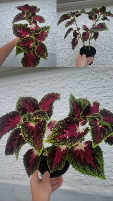 Coleus sau urzicuță