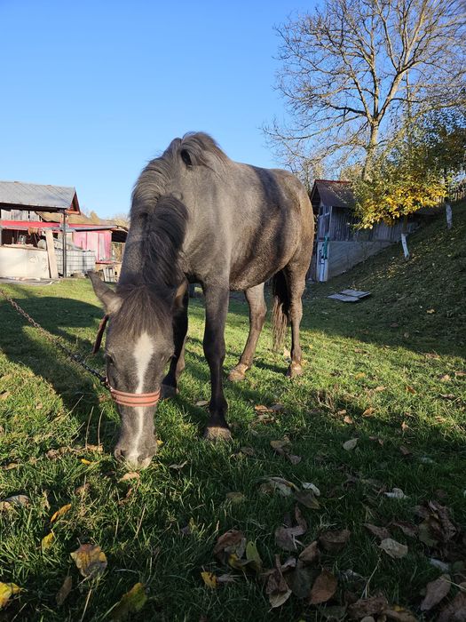 Cal deres ,vârstă 2 ani