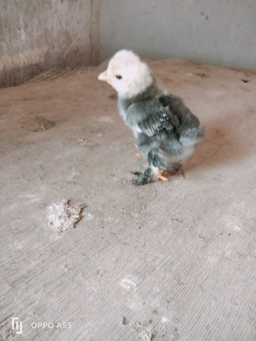 Продам цыплят японский карлик