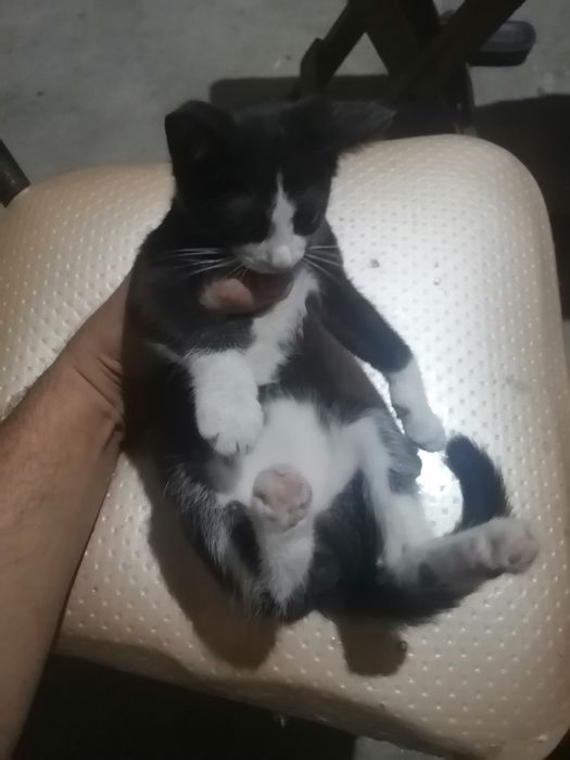 Срочно продаётся котенок малчик Тезкорликда мушукча сотилвотти