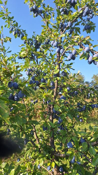 Prune de vânzare