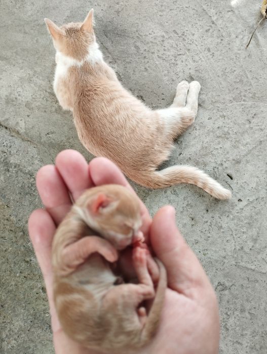 Пожалуйста умоляю вас верните нам нашу кошечку мы очень по ней скучаем