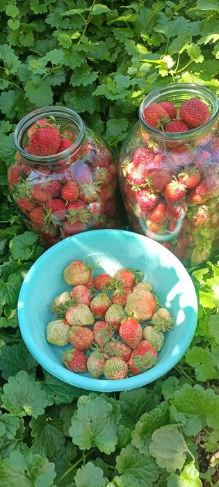 Продам саженцы клубники