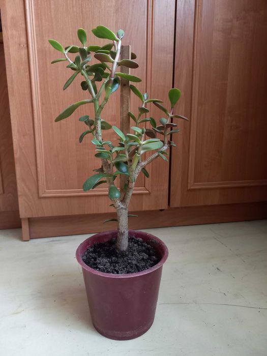 Продам комнатные цветы