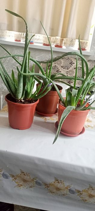 Алое-вера, хлорафитум сотилади