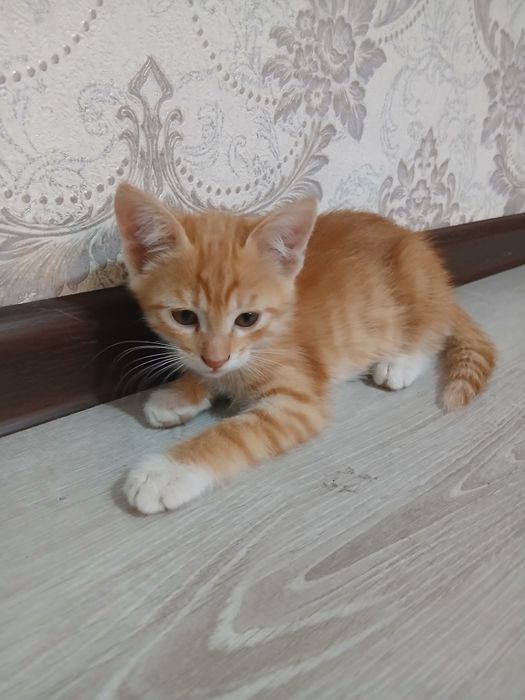Hadyaga Mushuk bolalari