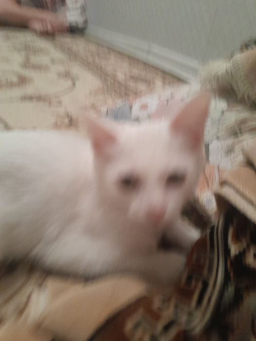 Жұп мысықтар өте сүйкімді әппақ