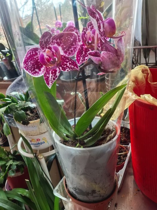 , Продавам Зефирантес, кактус червено Змийче, Агаве,