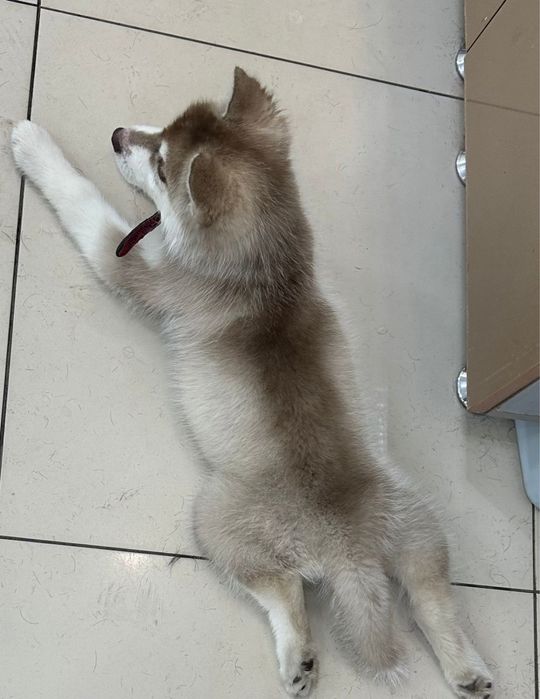 Щенок породы хаски