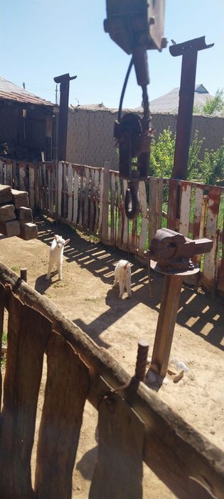 Ешкі теке лағымен сатылады