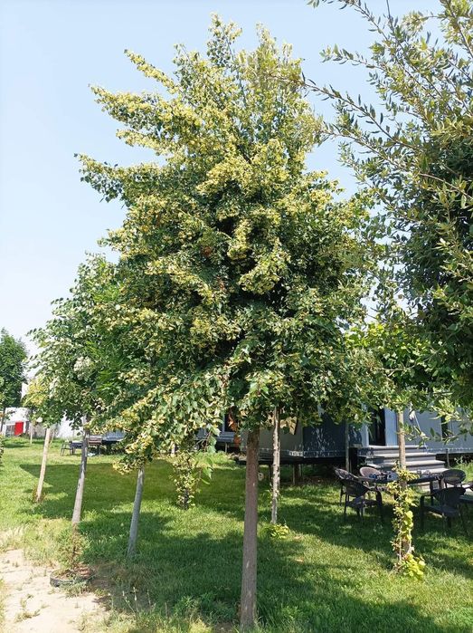 Tei argintiu, tei de floare, tei mirositor, tei argintiu de floare