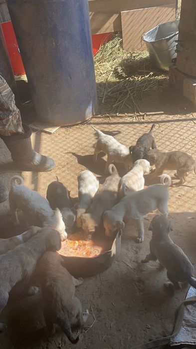 Тазы кушыктер 1,5 ай болды