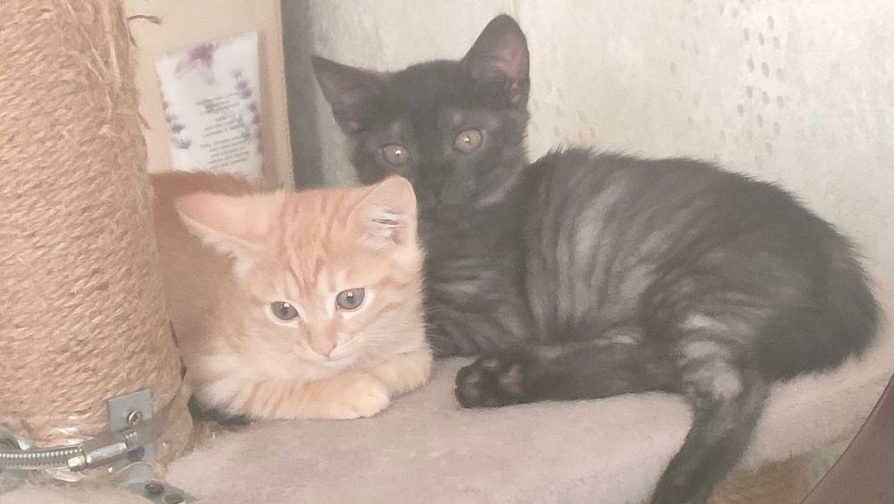 Любимый животный мирок