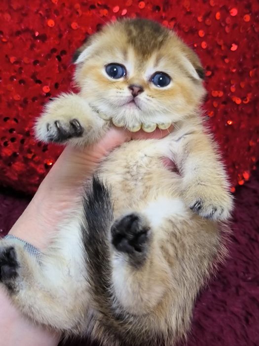 Котята от правильной вязки