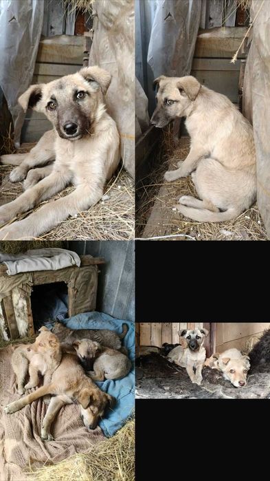 Щенки ищут дом и ответственных хозяев!