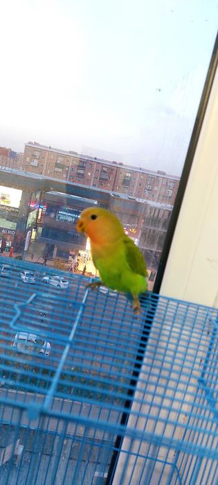 Попугай неразлучники