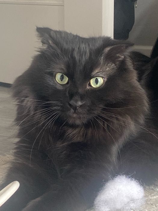 отдам кота в хорошие руки