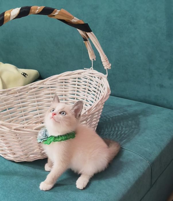 Котенок породистый