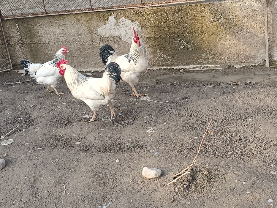 Адлер кораздар сатылады