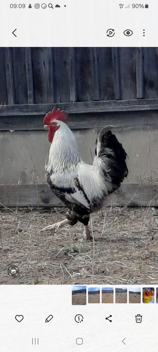 Әтештер сатылады