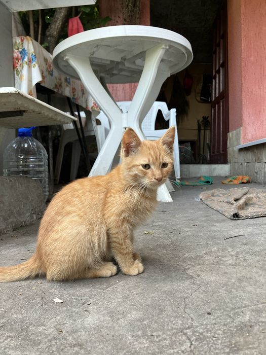 Подаряват се котенца