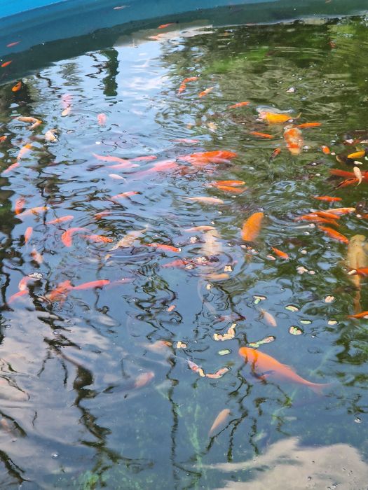 Lichidez iaz cu pesti  mici  și mai mari