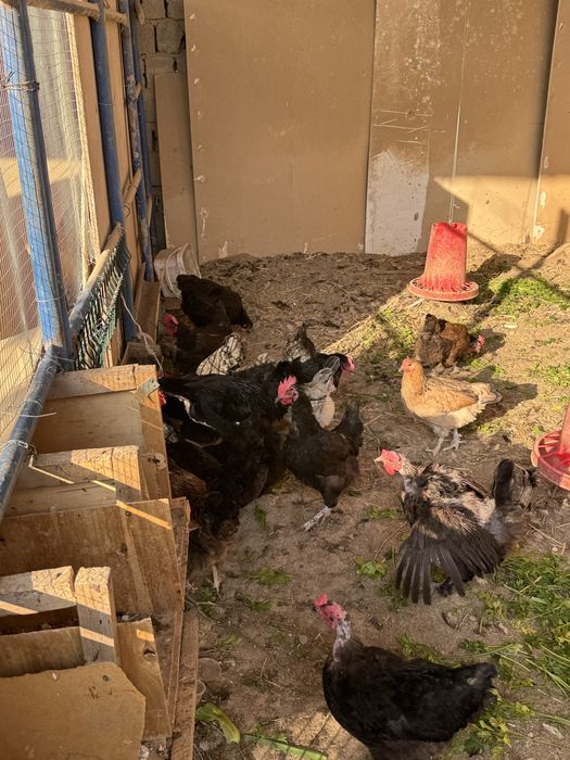 Uy tavuqlari sotiladi