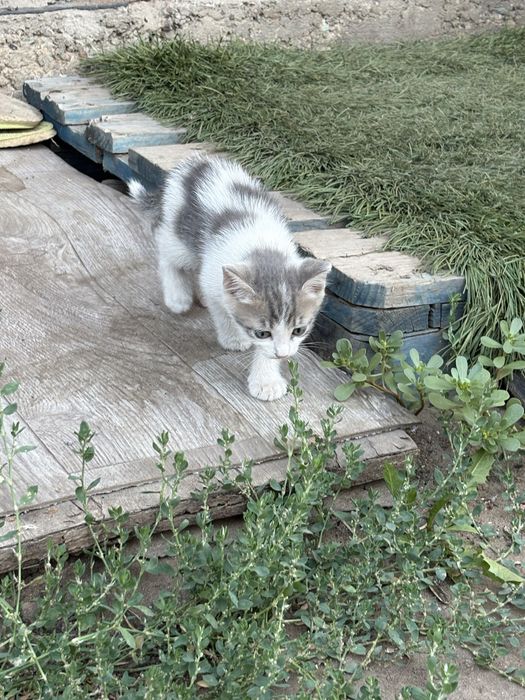 Отдам котят в хорошие руки