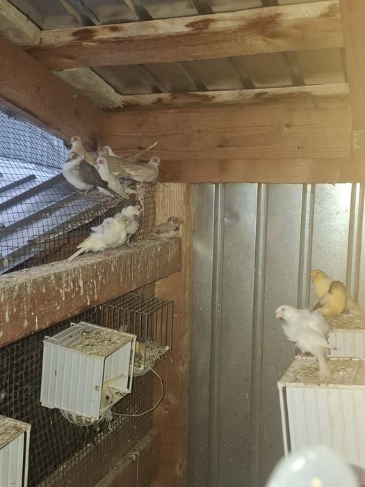 Guld amandine canarii turturele