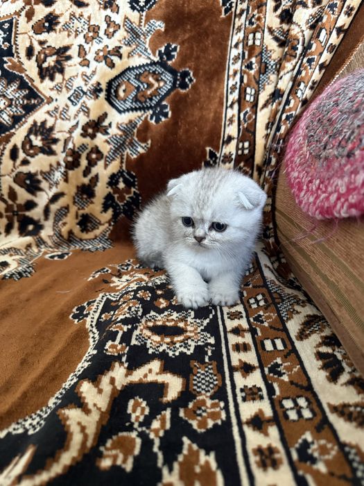Продаются шотландские котята