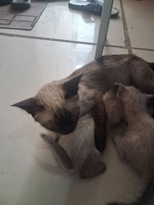 Отдам даром котят таек в добрые руки