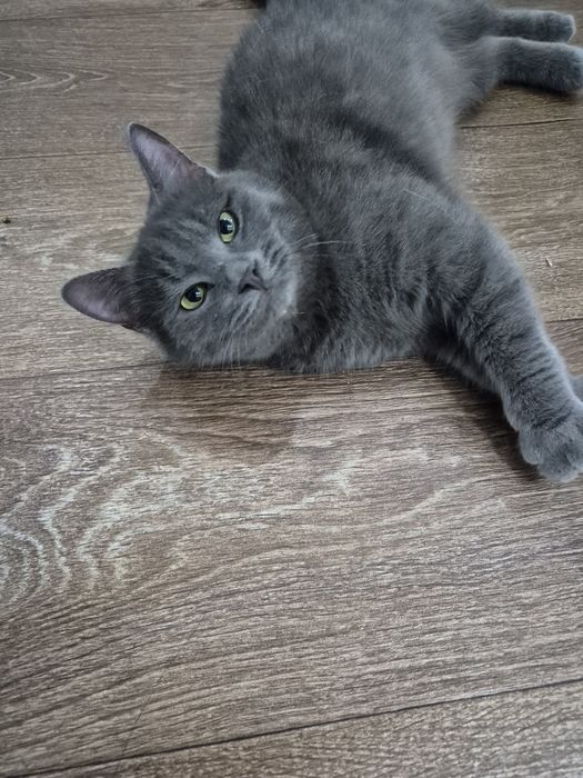 Отдам котят (мальчики )