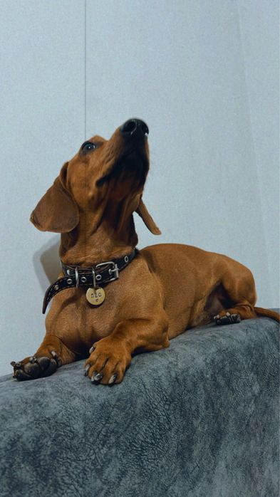 Вязка Такса